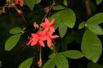 Plumleaf azalea